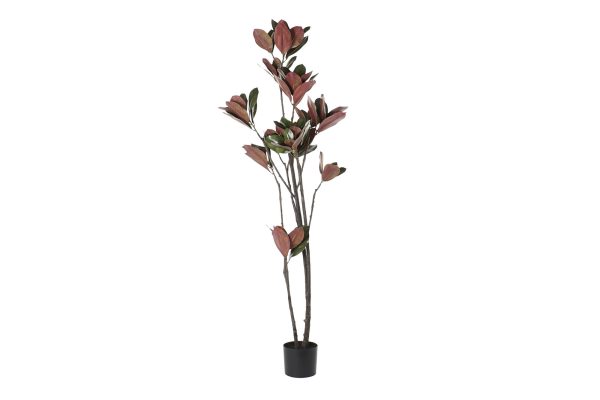 Planta Magnólia