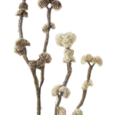 FLOR SELVAGEM CASTANHO E CREME