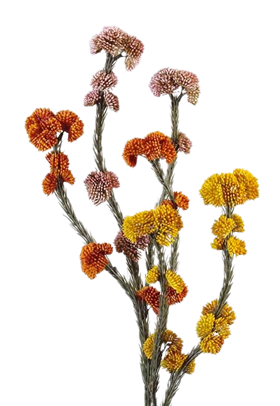 FLOR SELVAGEM AMARELO, ROSA E LARANJA
