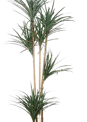 VASO DRACAENA 158 cm