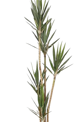 VASO YUCCA 205cm
