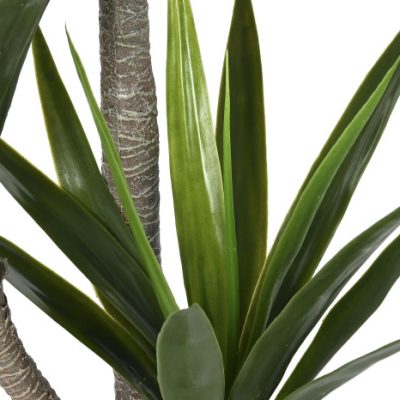 Planta YUCCA