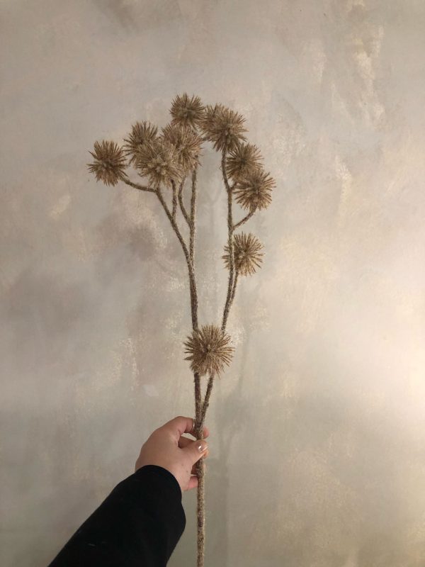 flor allium marron