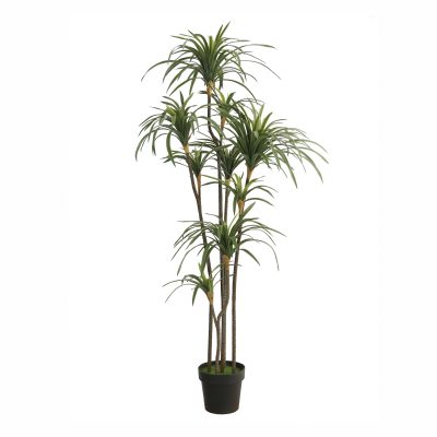 Planta YUCCA