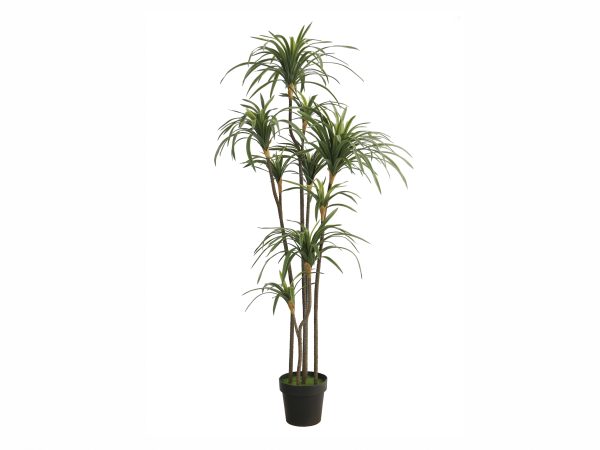 Planta YUCCA